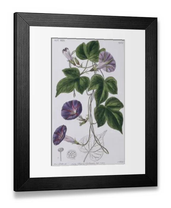 Framed Print : Ipomoea diversifolia, morning-glory Framed Print : Ipomoea diversifolia, morning-glory