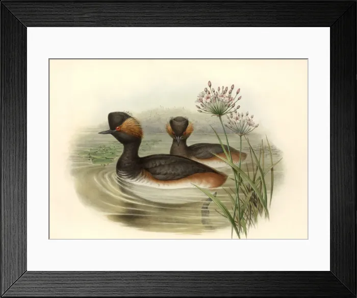 Framed Print : Podiceps nigricollis, black-necked grebe Framed Print : Podiceps nigricollis, black-necked grebe