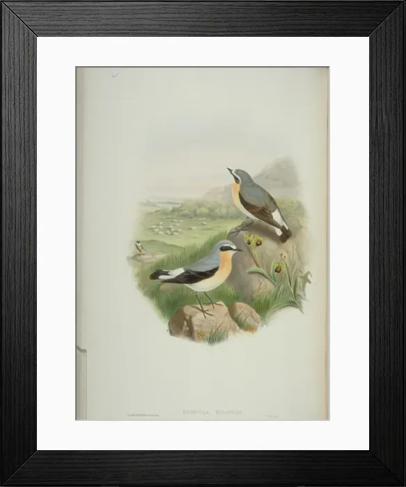 Framed Print : Oenanthe oenanthe, northern wheatear Framed Print : Oenanthe oenanthe, northern wheatear