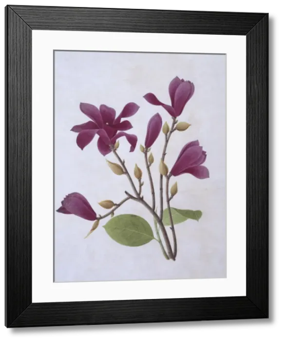 Framed Print : Magnolia liliiflora, purple lily-flowered magnolia Framed Print : Magnolia liliiflora, purple lily-flowered magnolia