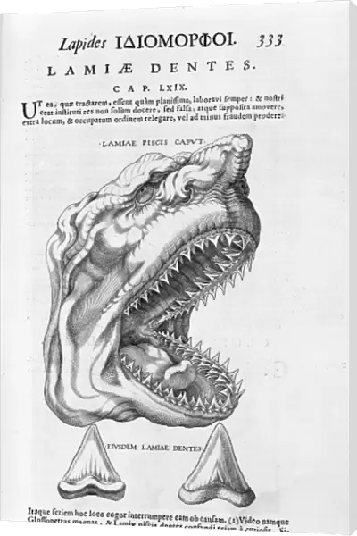 Sharks head and teeth