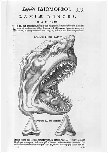 Sharks head and teeth