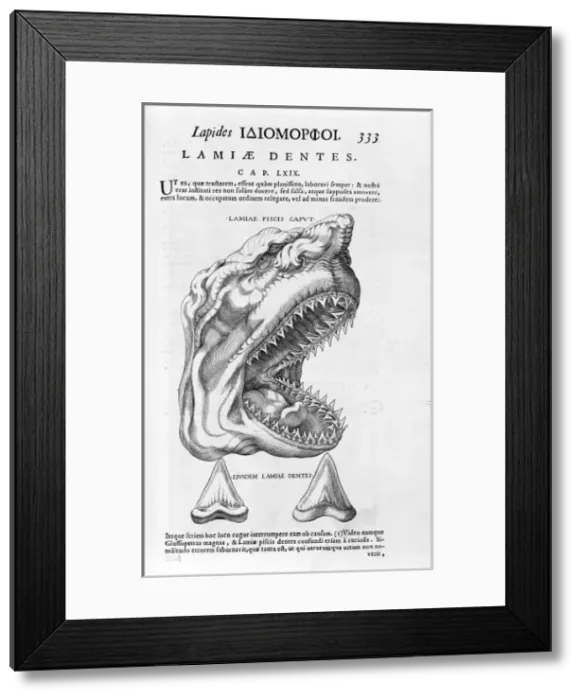 Framed Print : Sharks head and teeth Framed Print : Sharks head and teeth