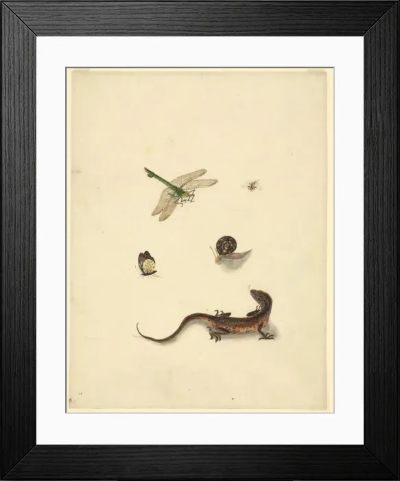 Framed Print : Plate 101 from the John Reeves Collection (Zoology) Framed Print : Plate 101 from the John Reeves Collection (Zoology)