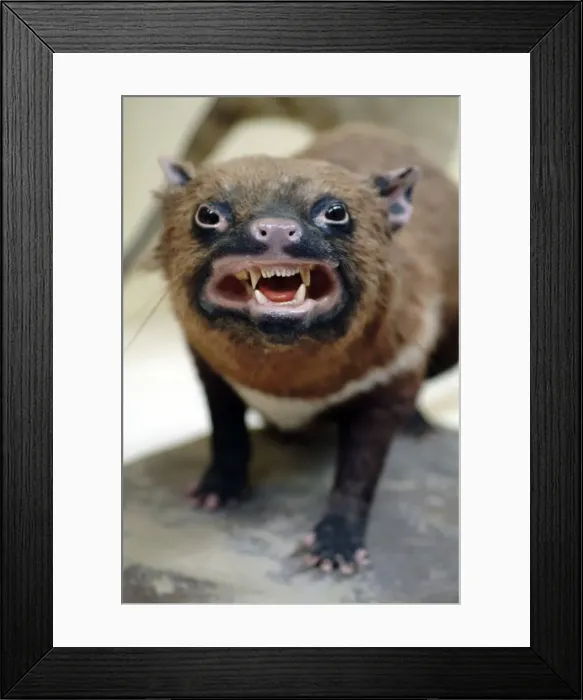 Framed Print : Sarcophilus laniarius, Tasmanian devil Framed Print : Sarcophilus laniarius, Tasmanian devil