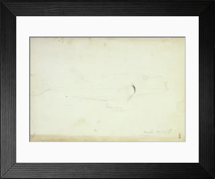 Framed Print : Lagocephalus sceleratus, silver toadfish Framed Print : Lagocephalus sceleratus, silver toadfish