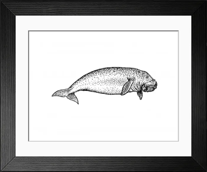 Framed Print : Dugong dugon, dugong Framed Print : Dugong dugon, dugong