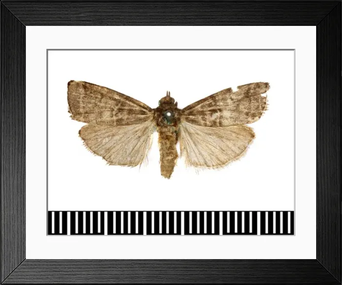 Framed Print : Numonia pirivorella Framed Print : Numonia pirivorella