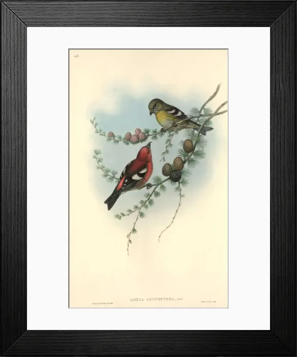 Framed Print : Loxia leucoptera, white-winged crossbill Framed Print : Loxia leucoptera, white-winged crossbill