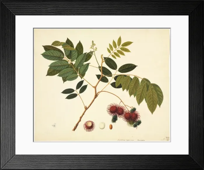 Framed Print : Flower Illustration from the Reeves Collection Framed Print : Flower Illustration from the Reeves Collection