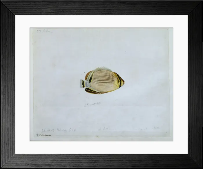 Framed Print : Chaetodon trifasciatus lunulatus, redfin butterflyfish Framed Print : Chaetodon trifasciatus lunulatus, redfin butterflyfish