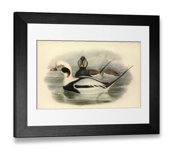 Framed Print : Clangula hyemalis, long-tailed duck Framed Print : Clangula hyemalis, long-tailed duck