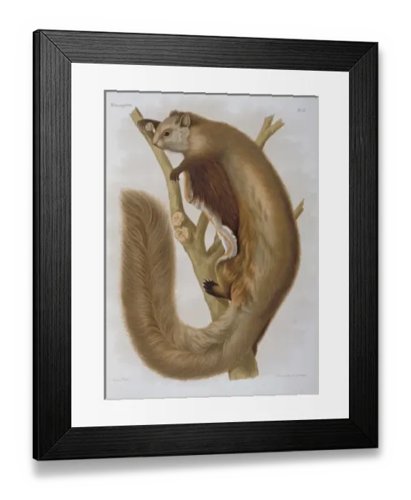 Framed Print : Pteromys melanopterus, Chinese flying squirrel Framed Print : Pteromys melanopterus, Chinese flying squirrel