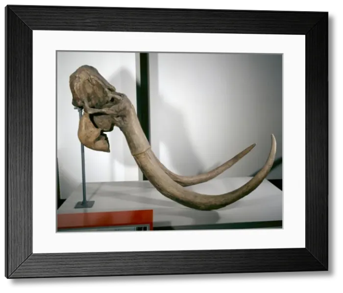 Framed Print : Mammuthus primigenius, woolly mammoth Framed Print : Mammuthus primigenius, woolly mammoth