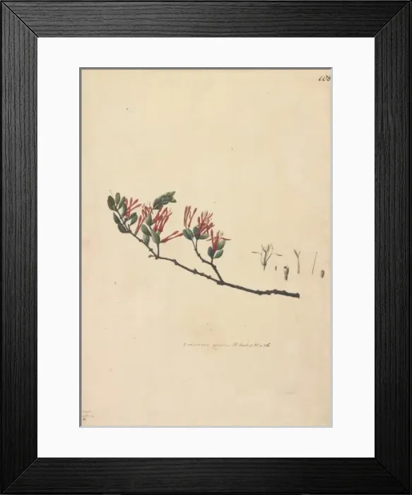 Framed Print : Loranthus tetrapetalus Framed Print : Loranthus tetrapetalus