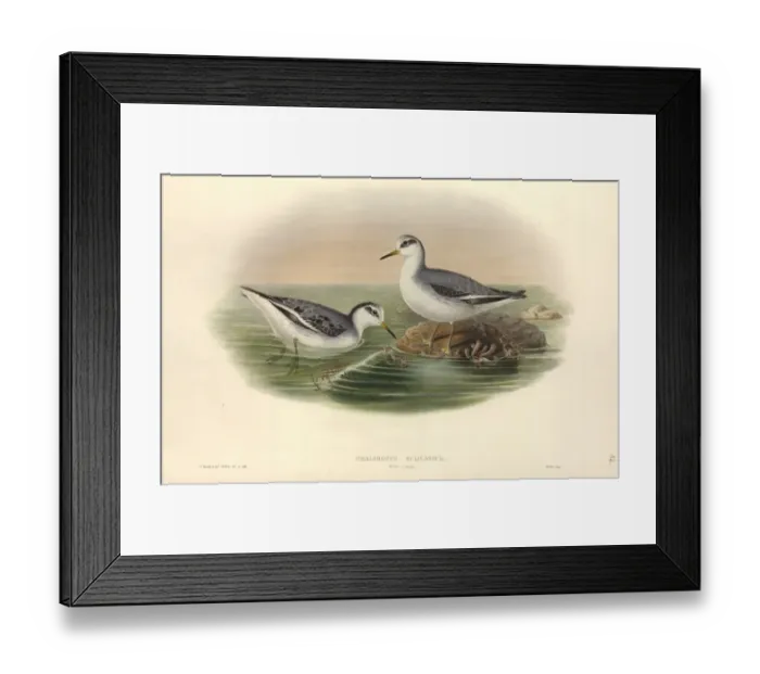 Framed Print : Phalaropus fulicarius, grey phalarope Framed Print : Phalaropus fulicarius, grey phalarope