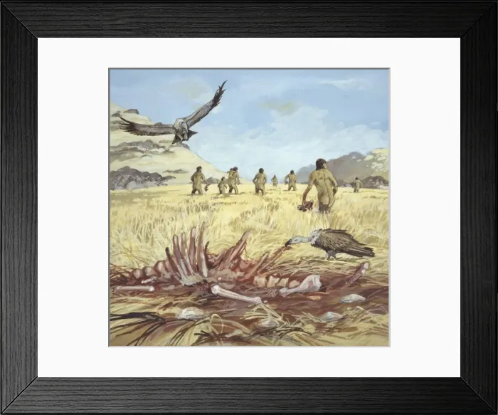 Framed Print : Homo habilis in action Framed Print : Homo habilis in action