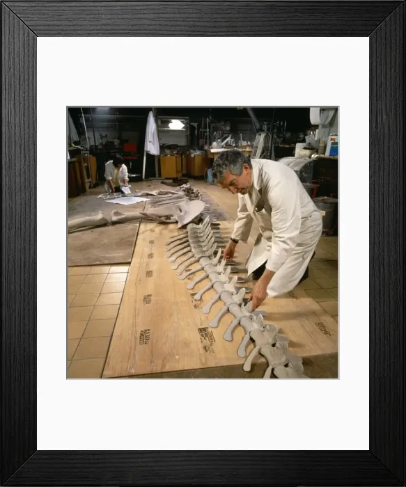 Framed Print : Palaeontology laboratory Framed Print : Palaeontology laboratory