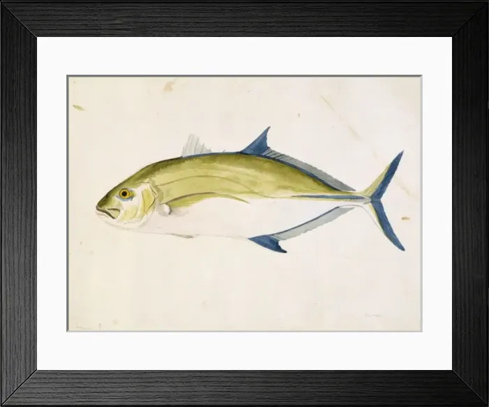 Framed Print : Caranx melampygus, bluefin trevally Framed Print : Caranx melampygus, bluefin trevally
