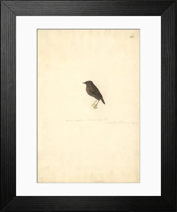 Framed Print : Scytalopus magellanicus, Magellanic tapaculo Framed Print : Scytalopus magellanicus, Magellanic tapaculo