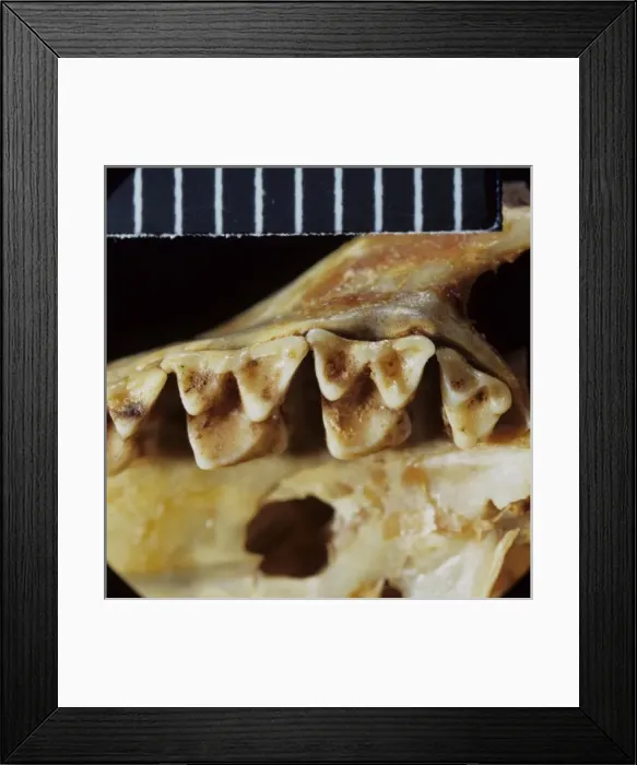 Framed Print : Tupaia glis, common tree shrew Framed Print : Tupaia glis, common tree shrew