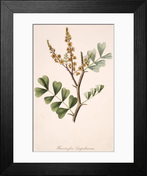 Framed Print : Haematoxylum campechianum, bloodwood tree Framed Print : Haematoxylum campechianum, bloodwood tree