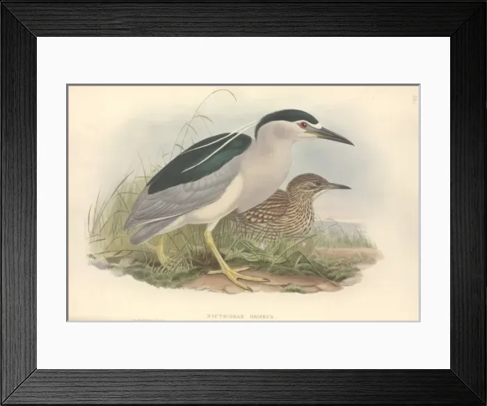Framed Print : Nycticorax nycticorax, black-crowned night heron Framed Print : Nycticorax nycticorax, black-crowned night heron