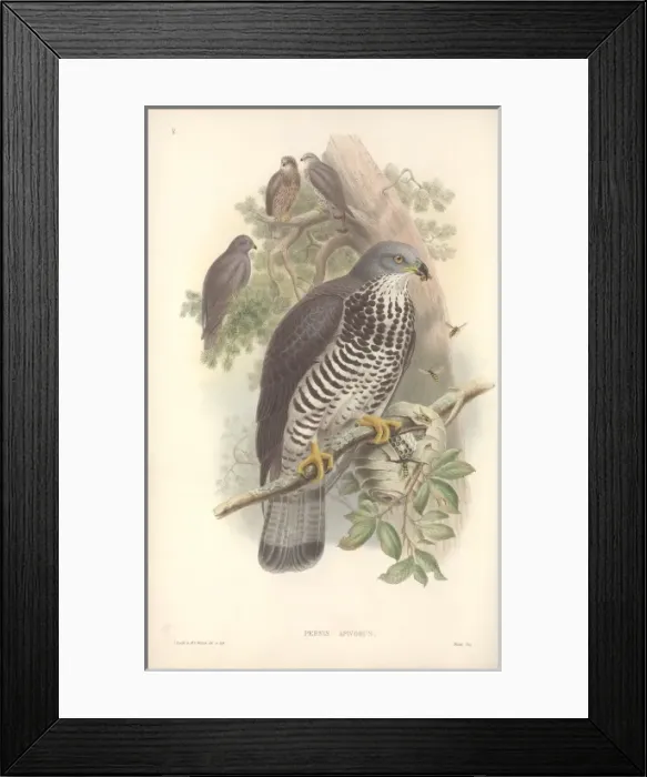 Framed Print : Pernis apivorus, European honey buzzard Framed Print : Pernis apivorus, European honey buzzard