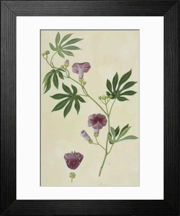 Framed Print : Ipomoea mauritiana, giant potato Framed Print : Ipomoea mauritiana, giant potato