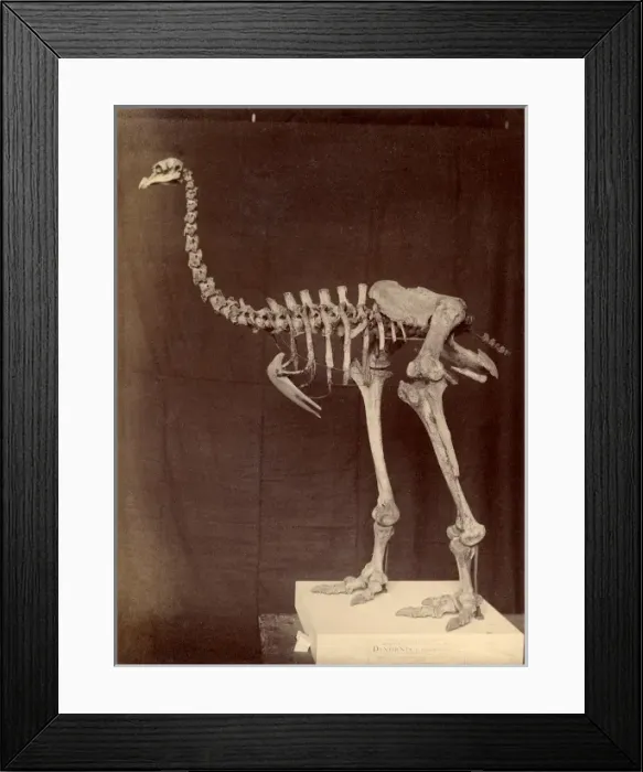 Framed Print : Dinornis elephantopus, heavy-footed moa Framed Print : Dinornis elephantopus, heavy-footed moa