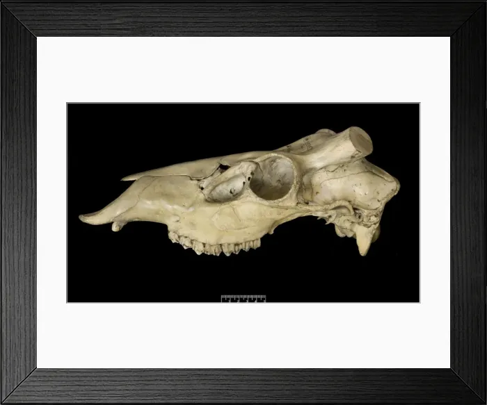Framed Print : Przewalskium albirostris, white-lipped deer Framed Print : Przewalskium albirostris, white-lipped deer