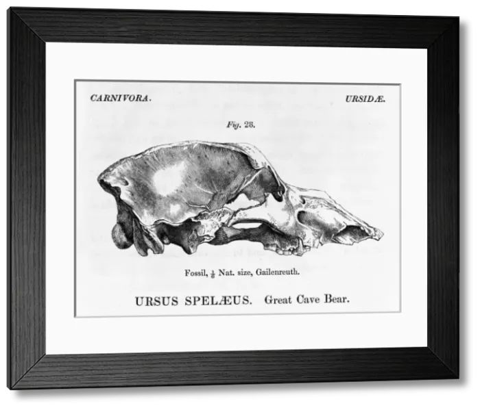 Framed Print : Ursus speleaus, great cave bear Framed Print : Ursus speleaus, great cave bear