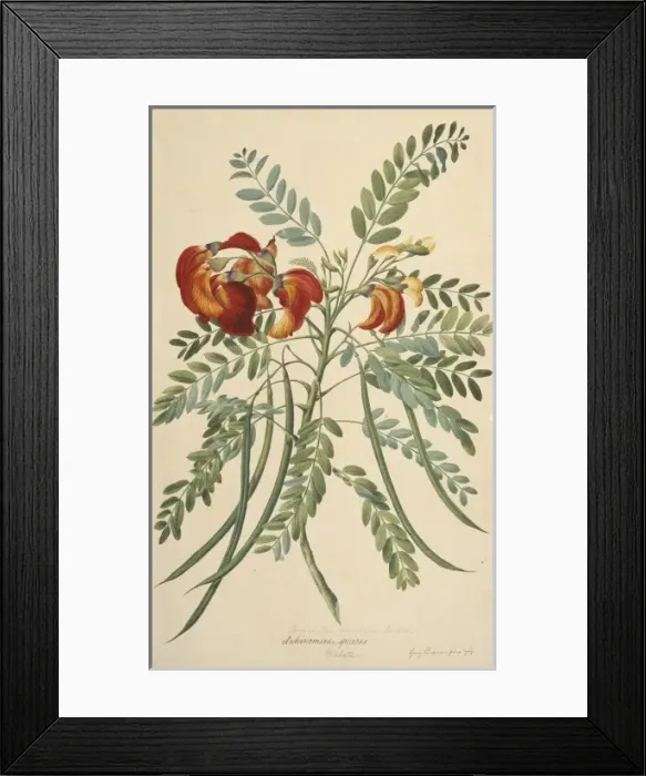Framed Print : Sesbania coccinea Framed Print : Sesbania coccinea