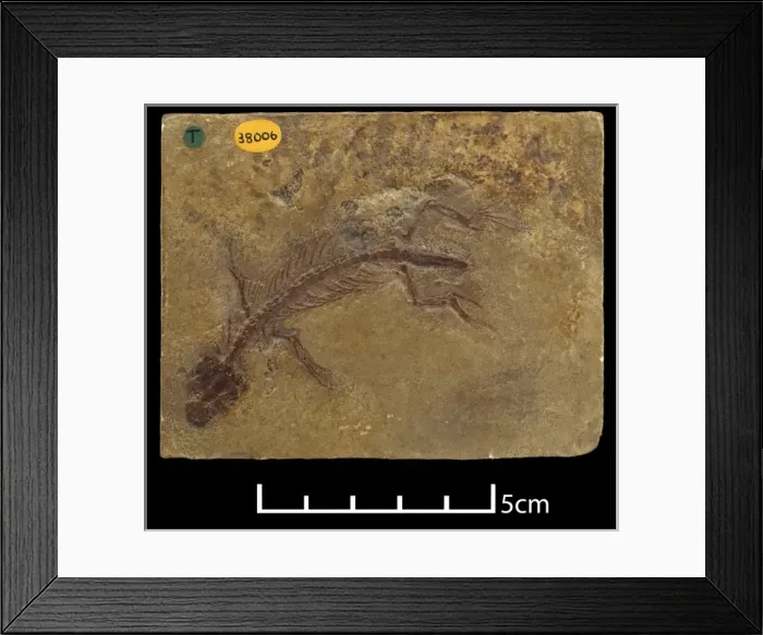 Framed Print : Ardeosaurus brevipes, a Jurassic lizard Framed Print : Ardeosaurus brevipes, a Jurassic lizard