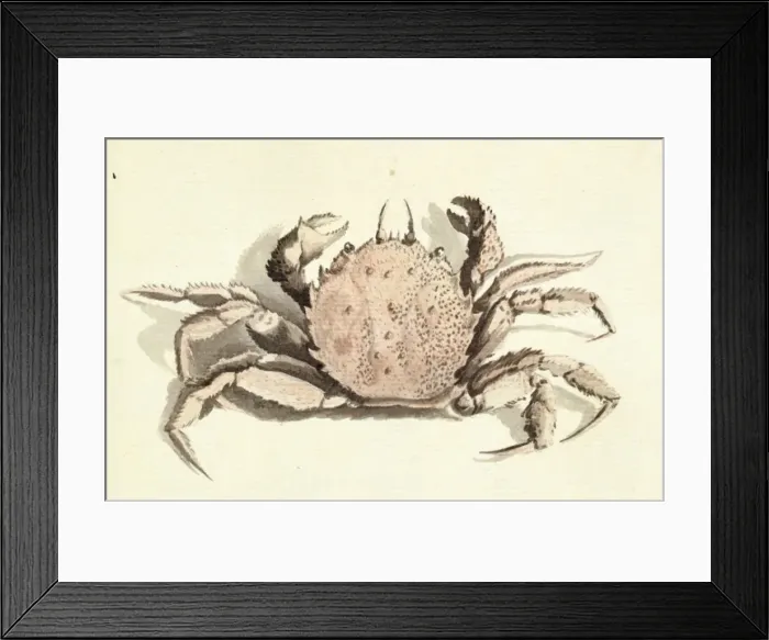 Framed Print : Erimacrus isenbeckii, hair crab Framed Print : Erimacrus isenbeckii, hair crab