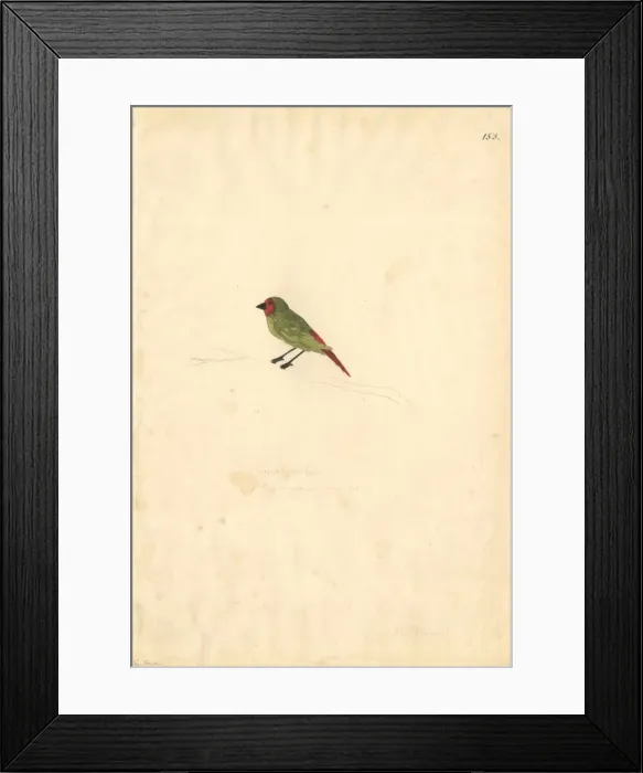 Framed Print : Erythrura psittacea, red-throated parrotfinch Framed Print : Erythrura psittacea, red-throated parrotfinch