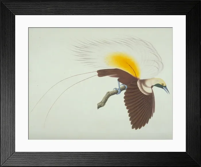 Framed Print : Paradisaea apoda, greater bird-of-paradise Framed Print : Paradisaea apoda, greater bird-of-paradise