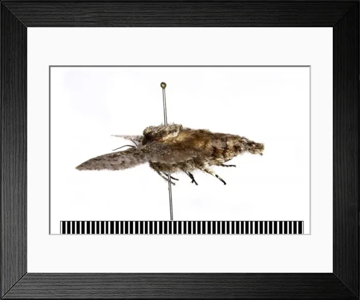 Framed Print : Chilecomadia valdiviana Framed Print : Chilecomadia valdiviana