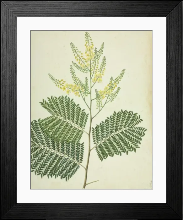 Framed Print : Caesalpinia sp Framed Print : Caesalpinia sp