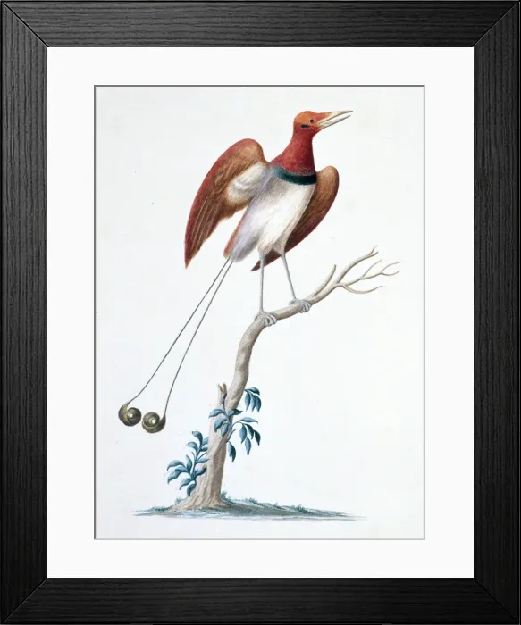 Framed Print : Cicinnurus regius, king bird-of-paradise Framed Print : Cicinnurus regius, king bird-of-paradise