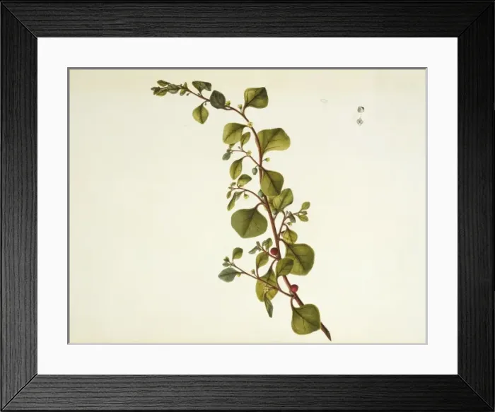 Framed Print : Tetragonia trigyna, spinach Framed Print : Tetragonia trigyna, spinach