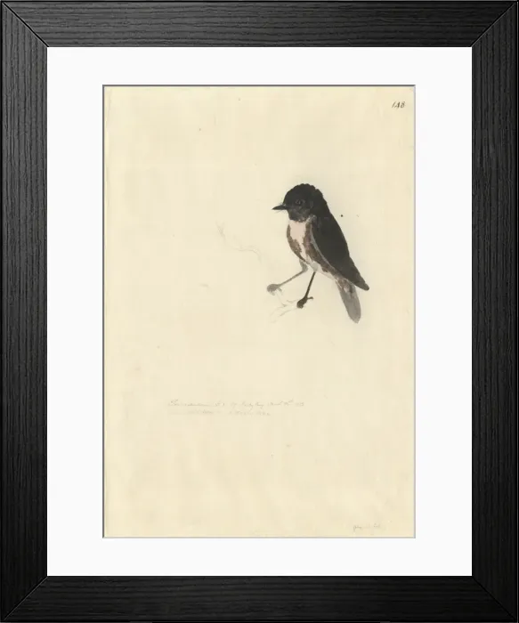 Framed Print : Petroica australis, New Zealand robin Framed Print : Petroica australis, New Zealand robin