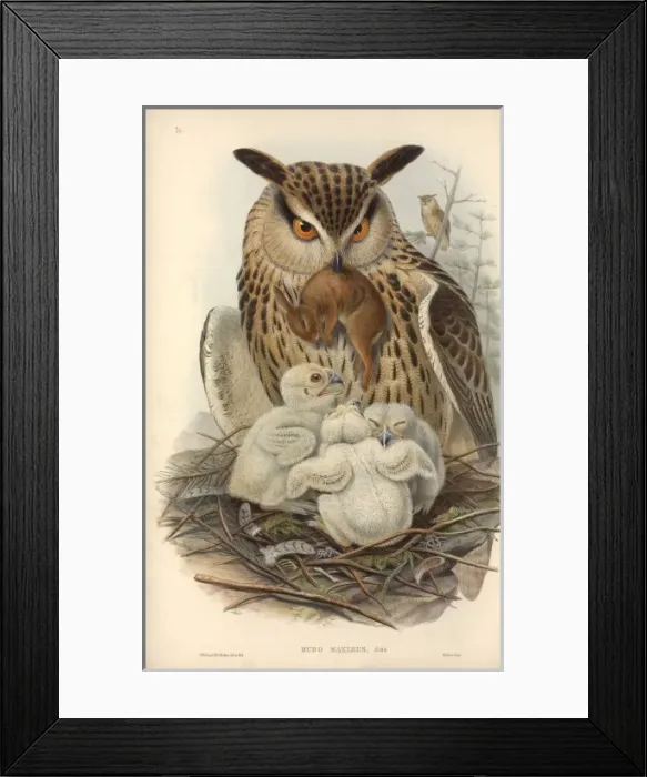 Framed Print : Bubo bubo, Eurasian eagle-owl Framed Print : Bubo bubo, Eurasian eagle-owl