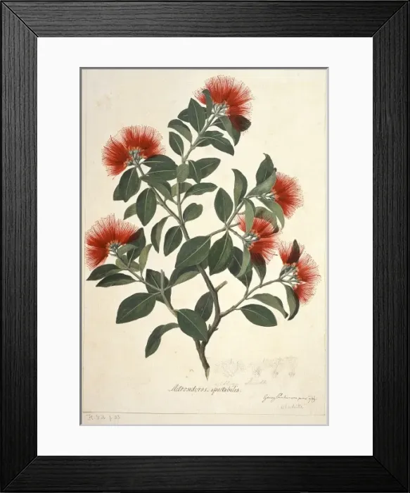 Framed Print : Metrosideros collina, metrosideros springfire Framed Print : Metrosideros collina, metrosideros springfire