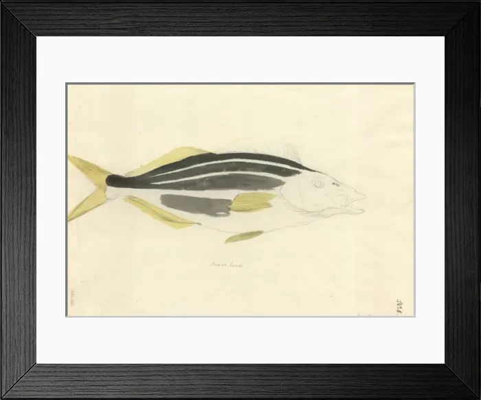Framed Print : Latris lineata, striped trumpeter Framed Print : Latris lineata, striped trumpeter