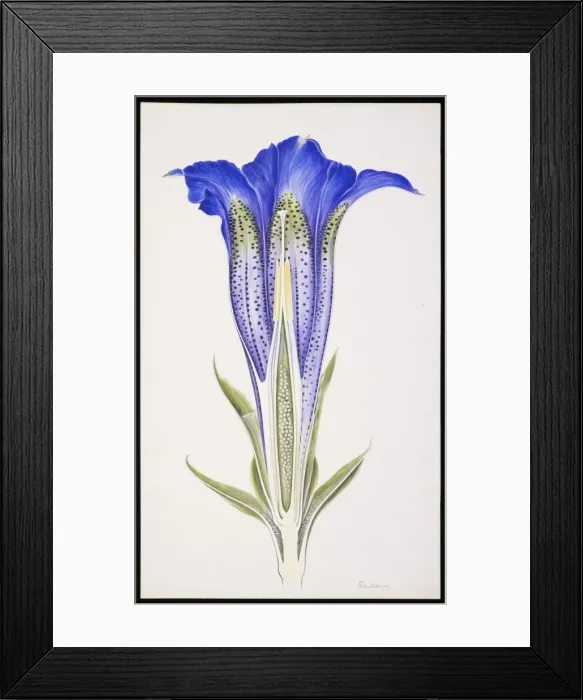 Framed Print : Gentiana sp