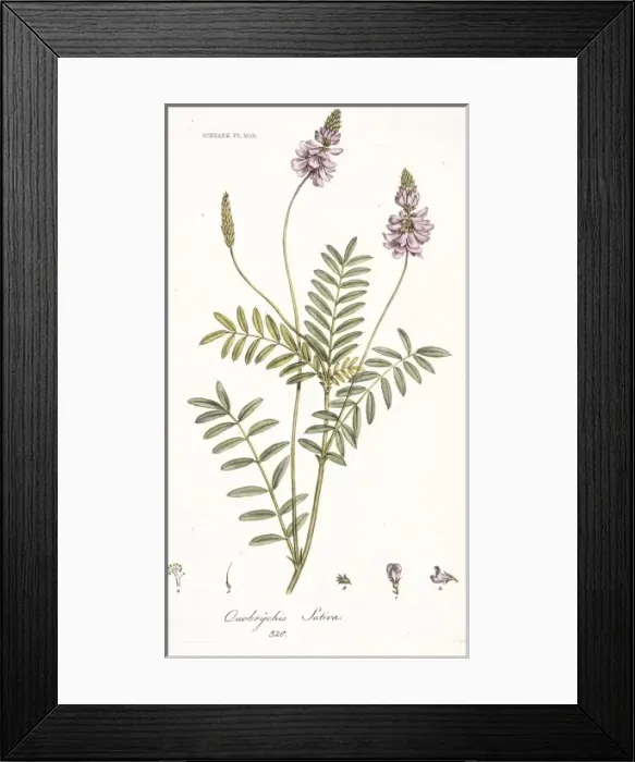 Framed Print : Onobrychis sativa, sainfoin seed Framed Print : Onobrychis sativa, sainfoin seed