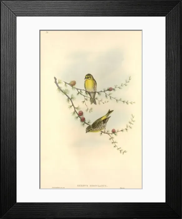 Framed Print : Serinus serinus, European serin Framed Print : Serinus serinus, European serin