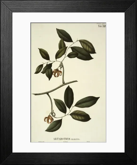 Framed Print : Laurier camphrier, camphor Framed Print : Laurier camphrier, camphor