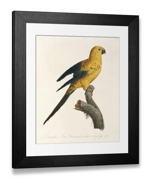 Framed Print : Aratinga solistaris, sun parakeet Framed Print : Aratinga solistaris, sun parakeet